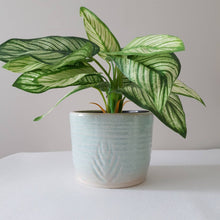 Load image into Gallery viewer, Carved Mint planter
